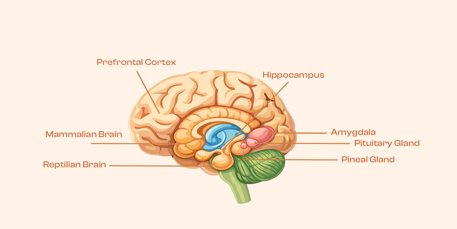 Brain Diagram